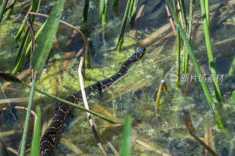 带状水蛇或南方水蛇，(Nerodia fasciata);